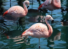 Errand Flamingos 04/07/23