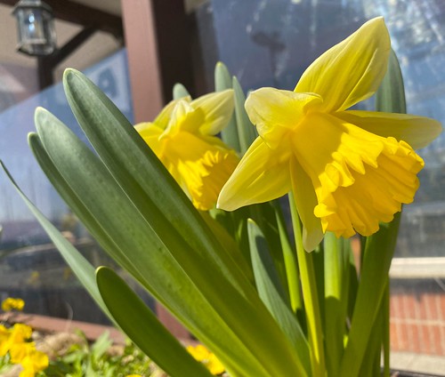 Yellow daffodils signal Spring and Joy!