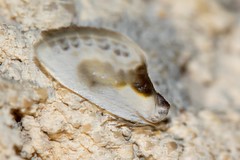 Petite Épine (Cilix glaucata)