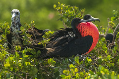 Magnificent Frigate birds