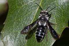 Andrena (Melandrena) cineraria