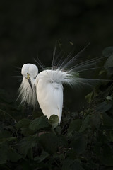 小白鷺 Little egret