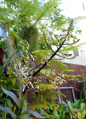 Epidendrum #3