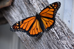 new album Monarch Butterflies 