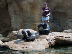 Memphis Zoo 08-29-2013 - California Sea Lions 12