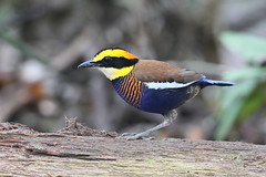 Birds of Malaysia (Johor)