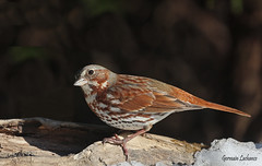 Bruant fauve / Fox Sparrow