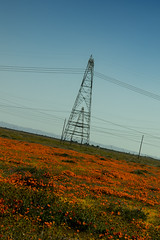 Road to Nowhere With A Stop for Poppies and Power Poles