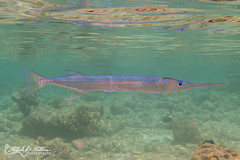 Belonidae (Needlefish)