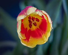 Tulip with water droplets