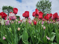 Longwood Spring Blooms 04-17-2023