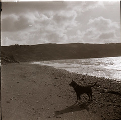 Shell beach Dorset, Apr 23 Fomopan 200, Kodak 6x6 Mk 2 camera