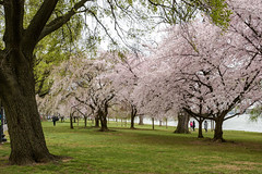 Les cerisiers en fleurs de Washington DC (2023)