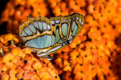 Jardins des papillons Hunawihr