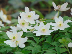 Zawilce/White flowers:)