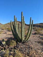 Organ Pipe Cactus National Monument ~ Spring 2023