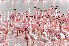 Lake Nakuru National Park - Kenya 2023