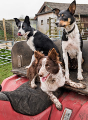 Pen-y-Borough Sheepdogs, breeding and training, Eldroth, Clapham, April 2023.