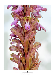 Barlia Robertiana (Himantoglossum robertianum)