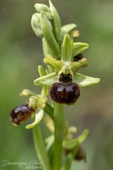 Ophrys petite araignée - Small spider orchid