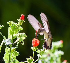 Black-chinned Hummingbird visiting a Turk's Cap flower