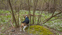 Beagle Walks 20