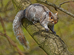 Squirrels London