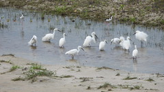 Garcinha - Snowy Egret