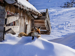 The Fox of the Dolomites.