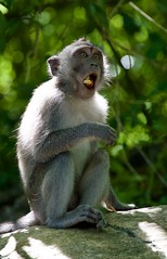 Bali Monkeys April 2023