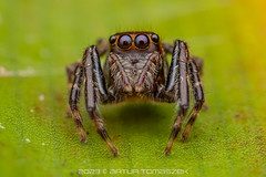 Jumping spiders Malaysia