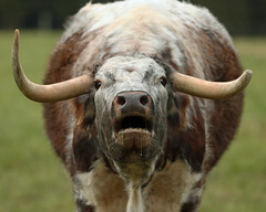 OLD ENGLISH LONGHORN CATTLE