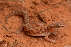 Austral Geckos (Diplodactylidae)