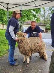 Greenbank Mill Sheep Shearing 04-29-23
