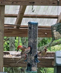 Busy day at the feeder.