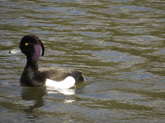 Tufted duck(vigg)