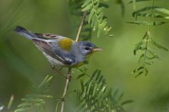 Warblers and Chats