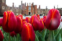 Hampton Court Tulip Festival - April 2023