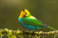 Some tanagers of Central & South America (47 species)