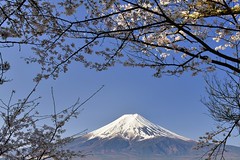 JAPON : le Mont Fuji et les environs, avril 2023