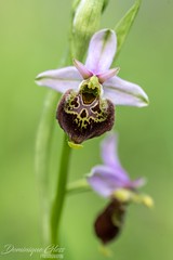 Ophrys frelon - Late spider orchid