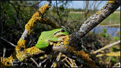 Rainette "European grenn tree frog" Laubfrosch "Hyla arborea"