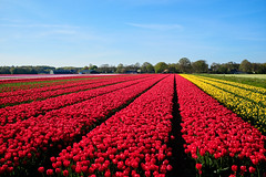 Tulips Drenthe 2023