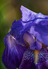Iris collection