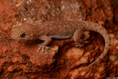 Typical Geckos (Gekkonidae)