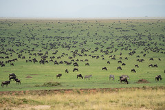 Serengeti National Park - Tanzania 2023