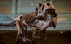 Carnegie Museum of Natural History, Pittsburgh - 2023
