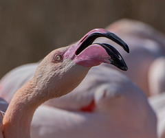 Greater Flamingo with attitude