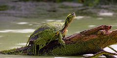 Wild reptiles & amphibians