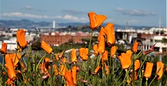 San Francisco Poppies